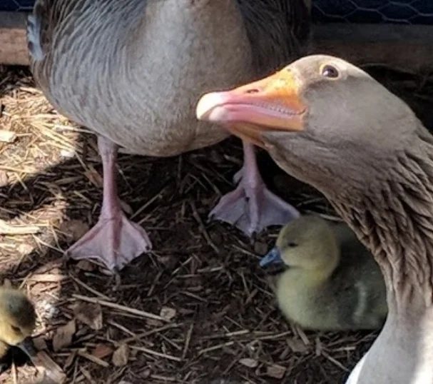 Daddy Goose carefully watches over his babies.