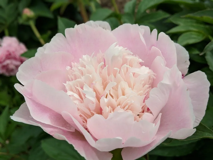 Romatic Heirloom "La Tulipe"