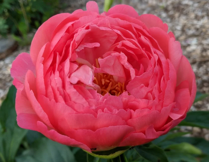 Lush, vibrant "Coral Sunset"