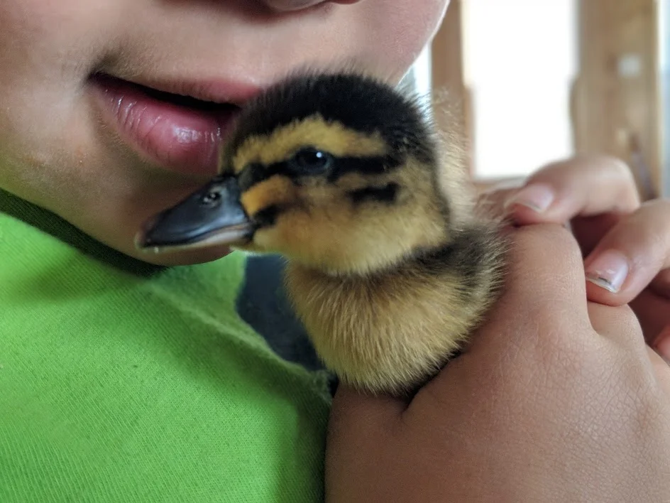 Zachy snuggles a day-old Rouen duck
