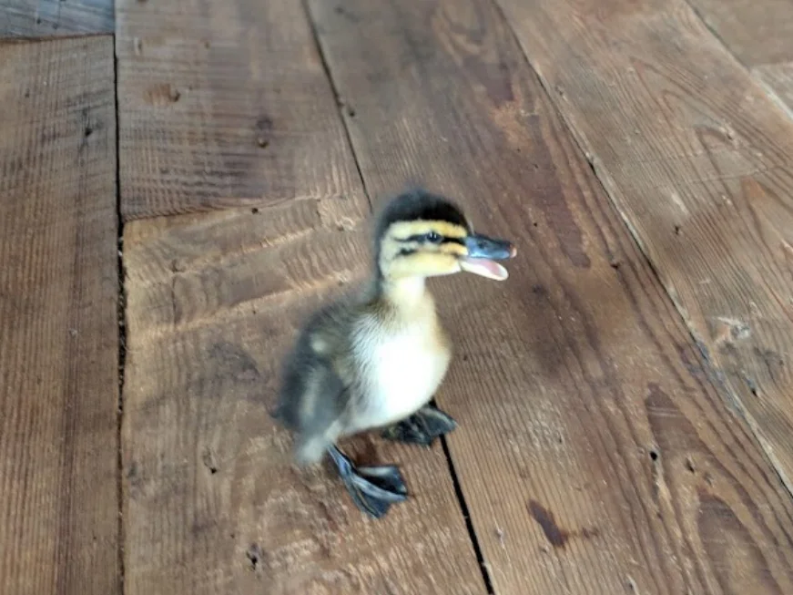 Duckling "touring" the kitchen after escaping her shipping box