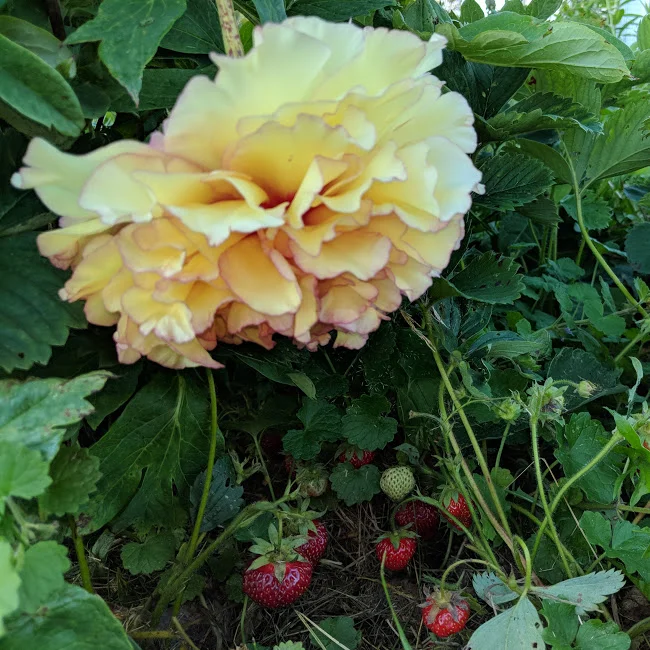 peonies and garden 3.jpg