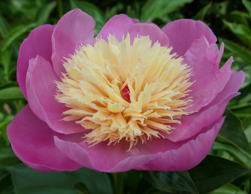bowl of beauty peony
