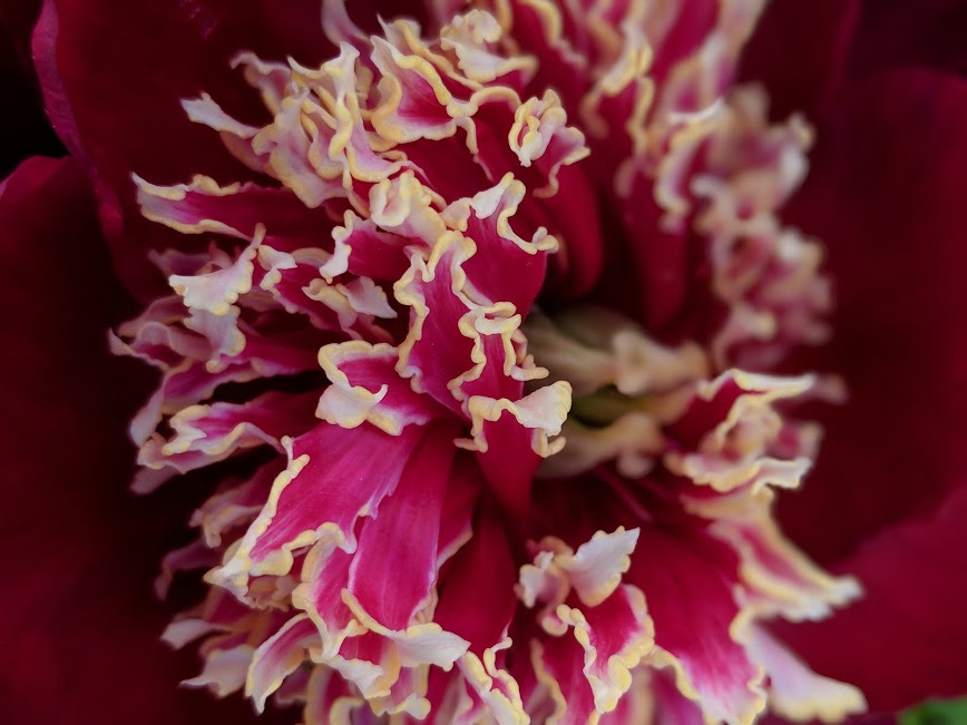 charles burgess peony