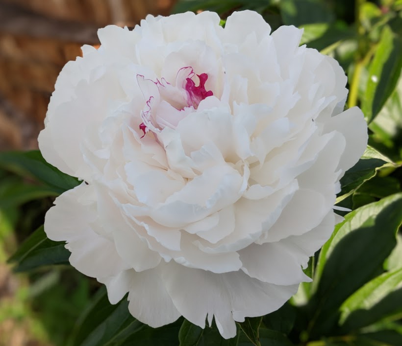 Peony Festiva Maxima