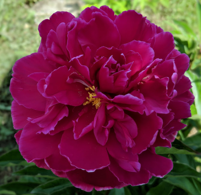 Peony Seedling Krasnovy