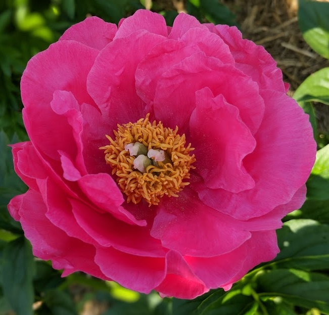 Peony Paula Fay