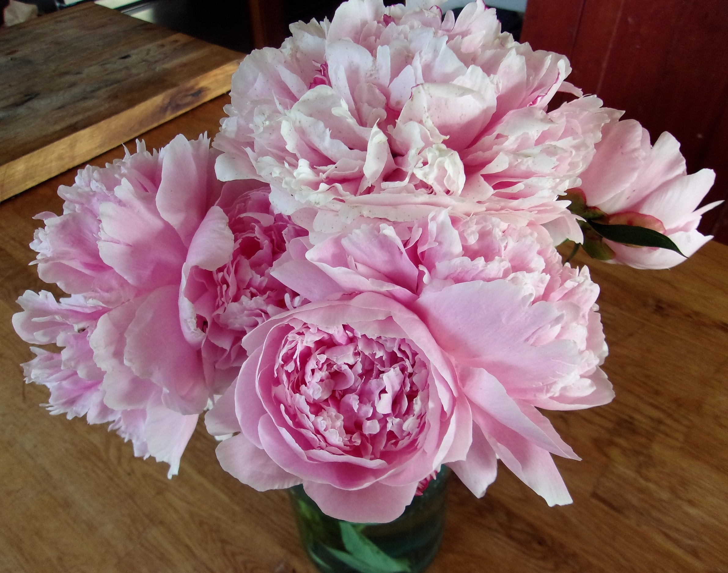 peony sarah bernhardt