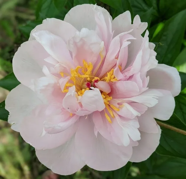 peony pink vanguard