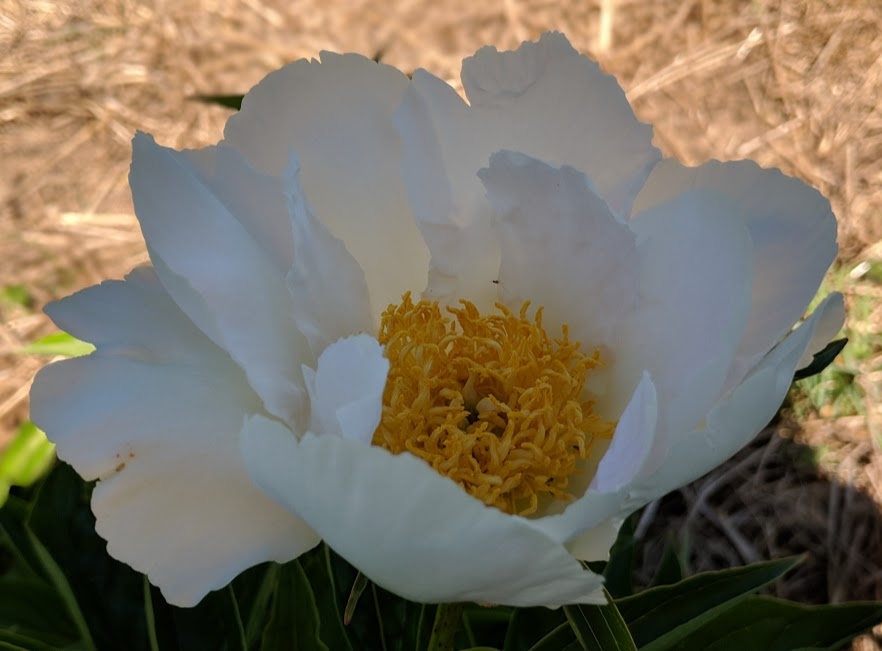 peony krinkled white
