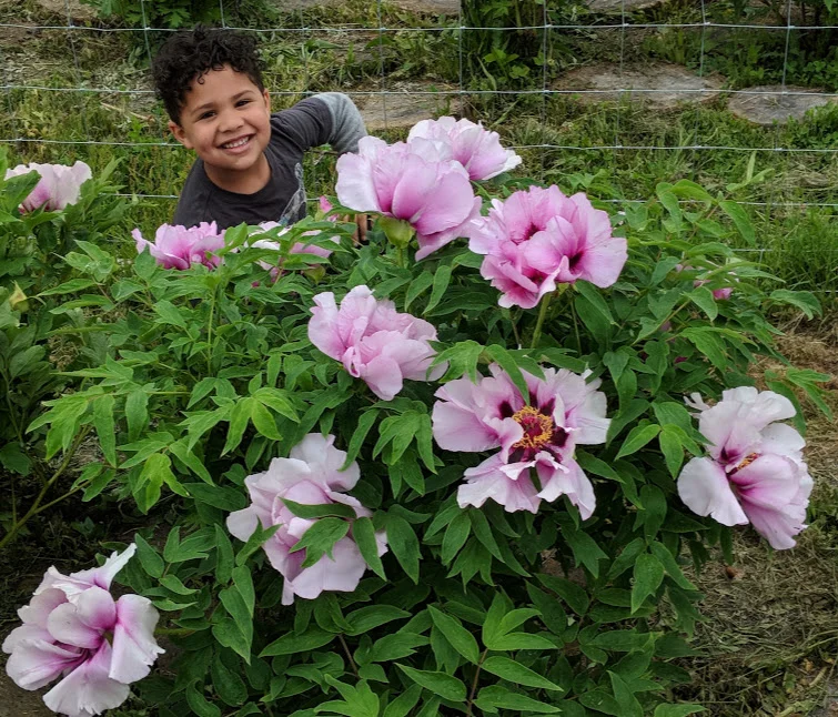 peony catalog zachy.jpg