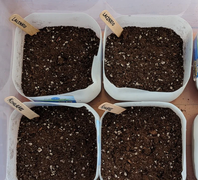 winter sow - seeds planted.jpg