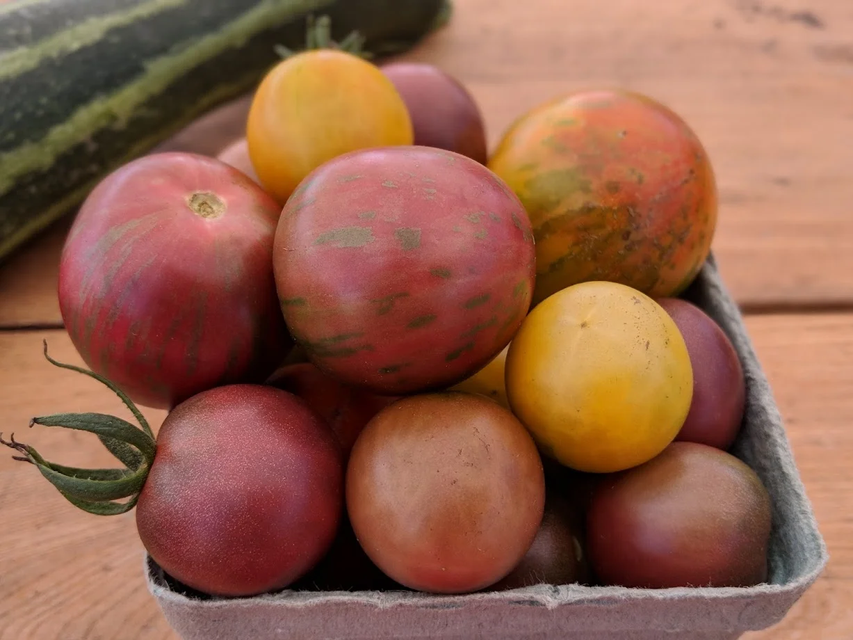 winter sow - heirloom tomato.jpg