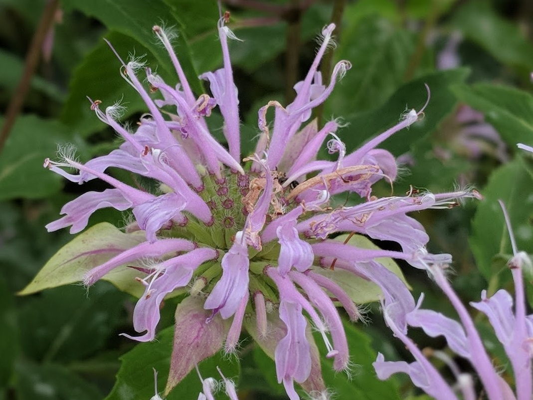 winter+sow+-+flower.jpg