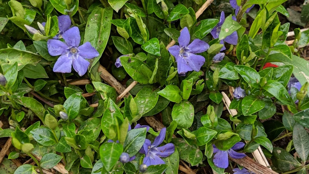 Vinca - with its delicate flowers fit for fairies.