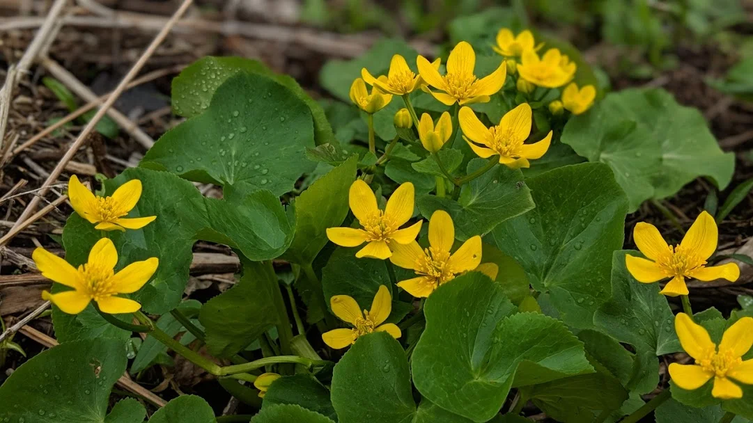 Cowslip growing plentifully in our marshes.