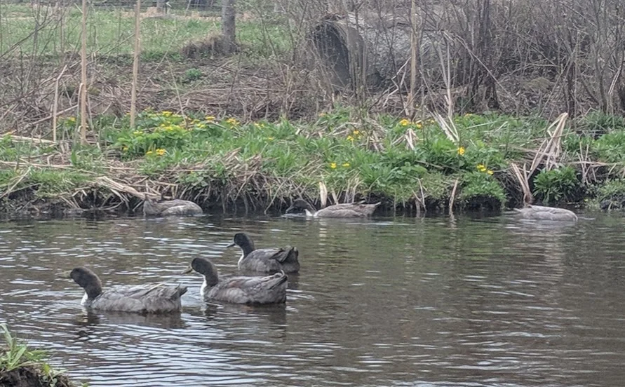 spring 2019 ducks.jpg