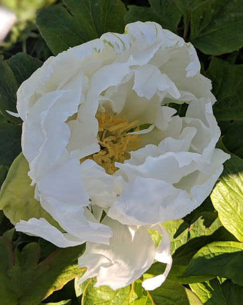 no name white tree peony 10.jpg