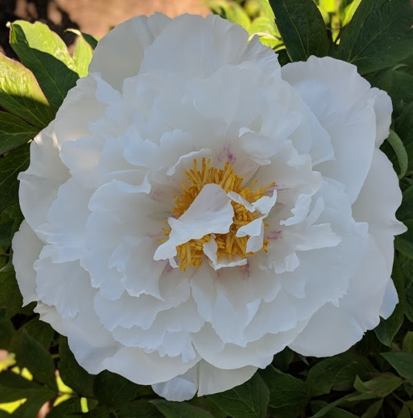 no name white tree peony 7.jpg