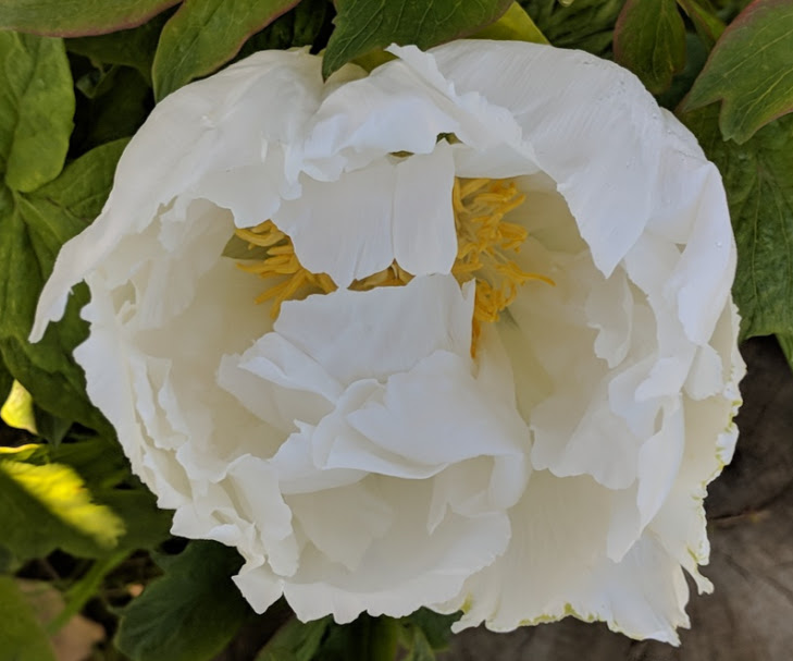 no name white tree peony 6.jpg