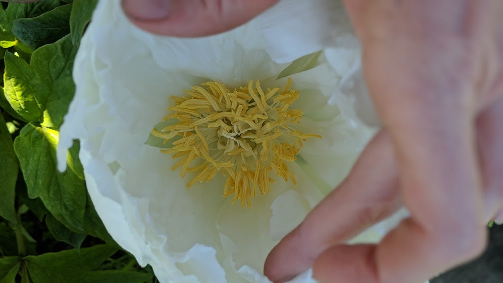 no name white tree peony 5.jpg