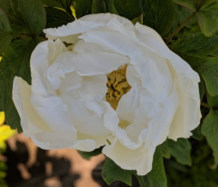 no name white tree peony 2.jpg