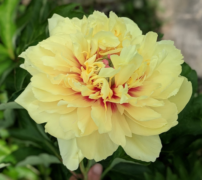 garden treasure 4.jpg