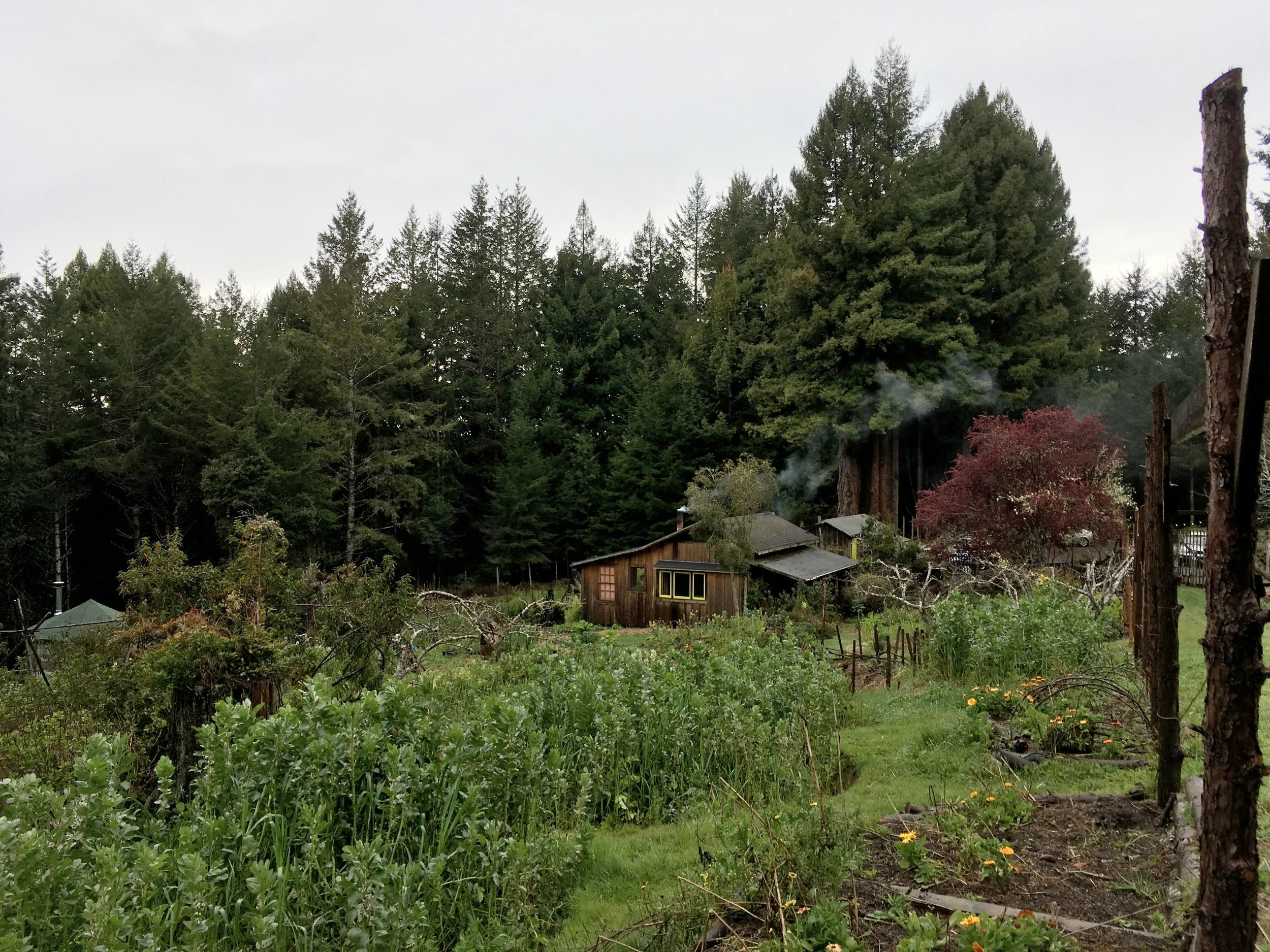  View of Orchard Cabin, Salmon Creek Farm, February 2018. 