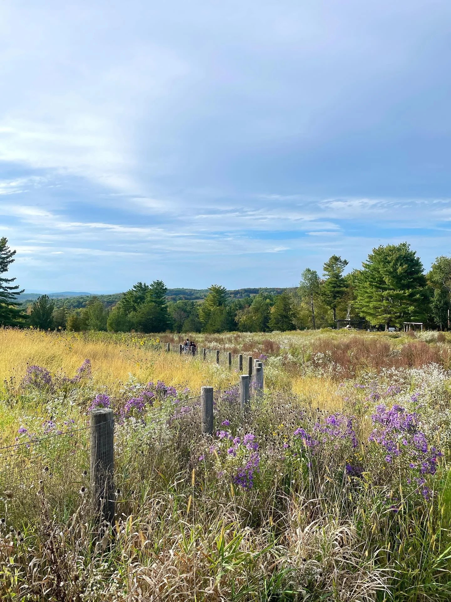 Home. Marshaled over to Forge Project this afternoon for Fall Meadow Work Day pulling Loosestrife (Lythrum salicaria) with all these lovely humans &mdash; including botanists Claudia Knab-Vispo and Josie Laing of the Hawthorne Valley Farmscape Ecolog