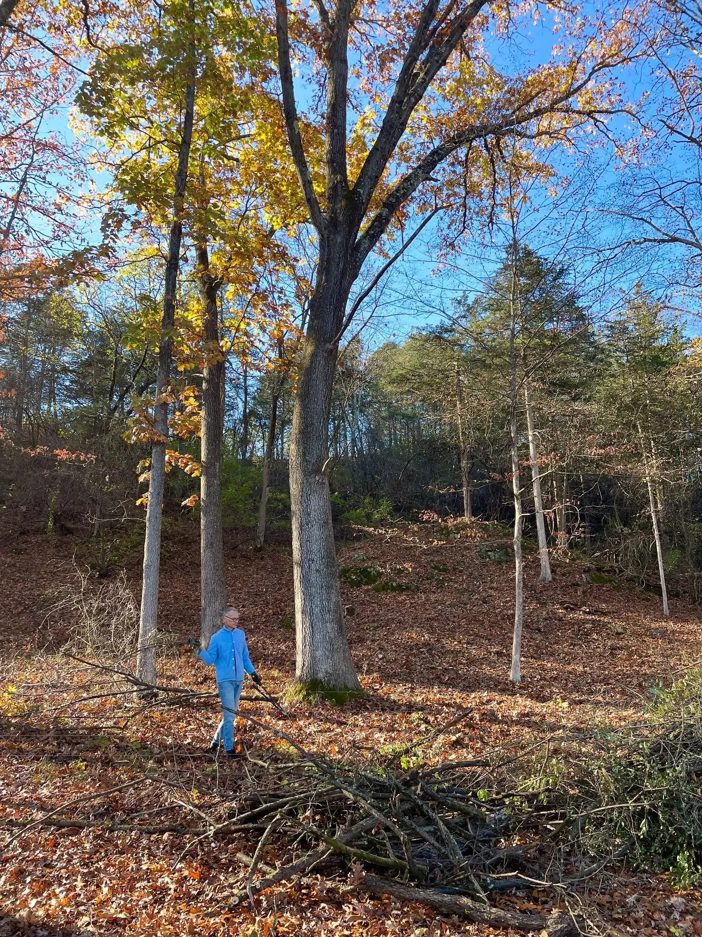 Forest Cleaning. 

11 02 25