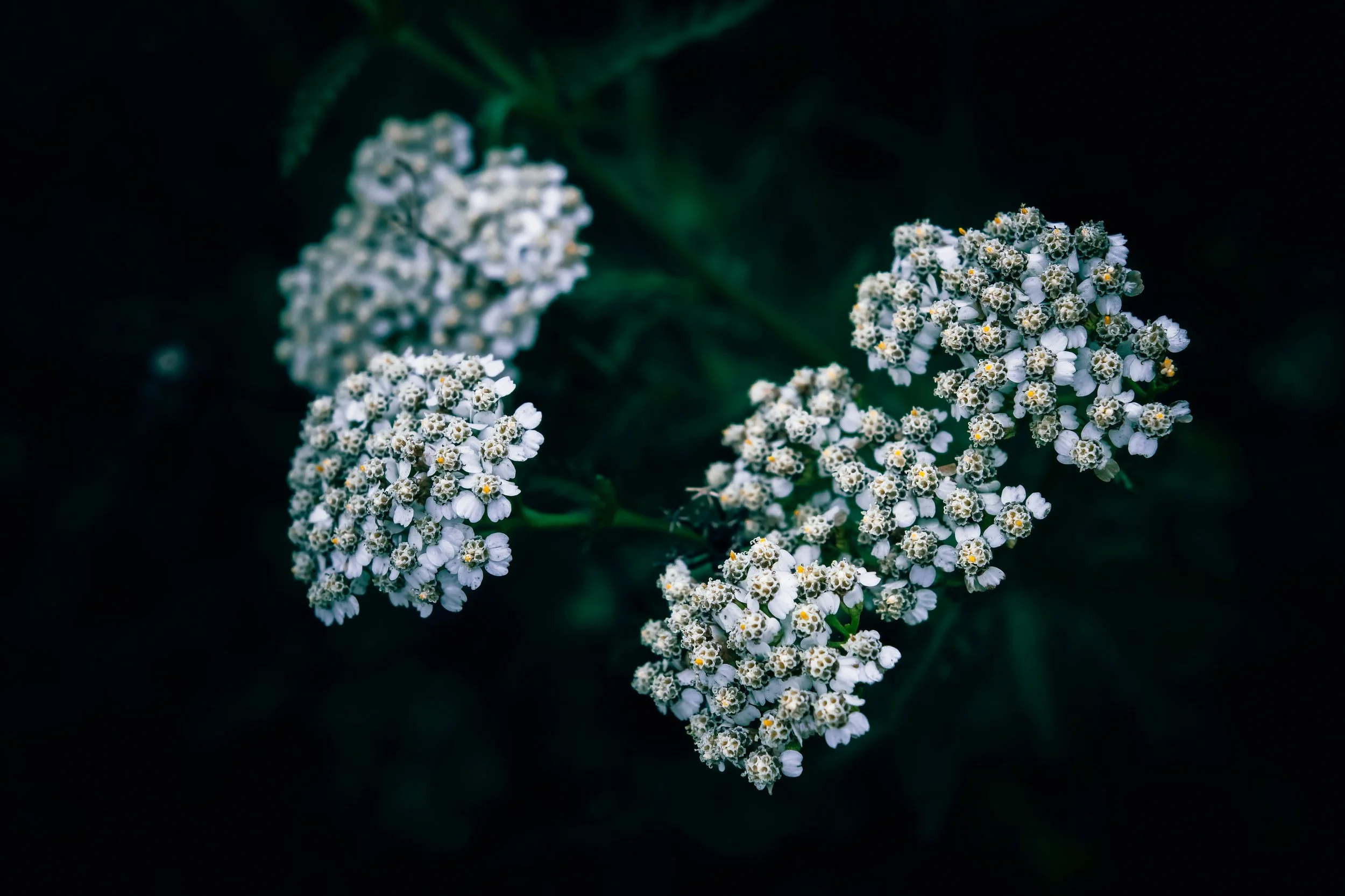 wyxina-tresse-_OUhAFiuDvc-unsplash.jpg