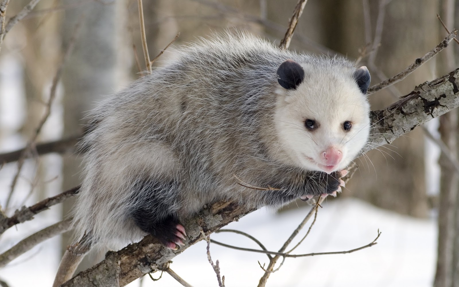 possum.jpg