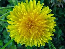 dandelion.jpg