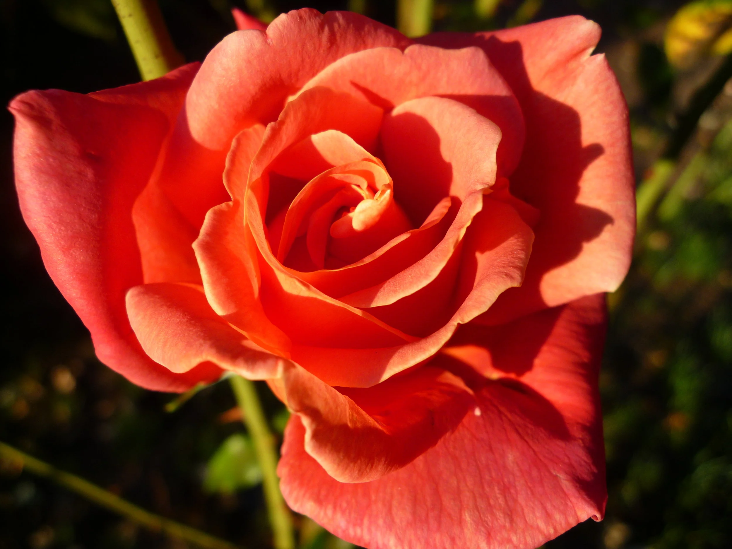 rose.jpg