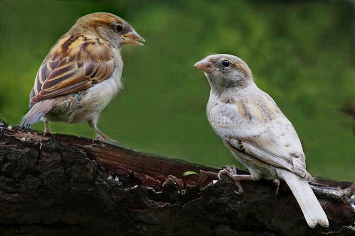 sparrow.jpg