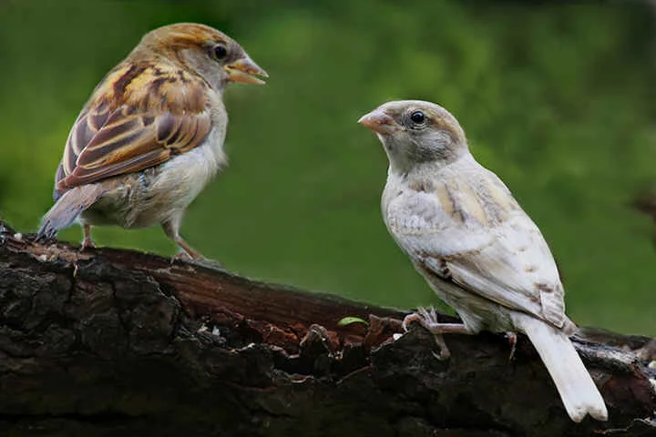 sparrow.jpg