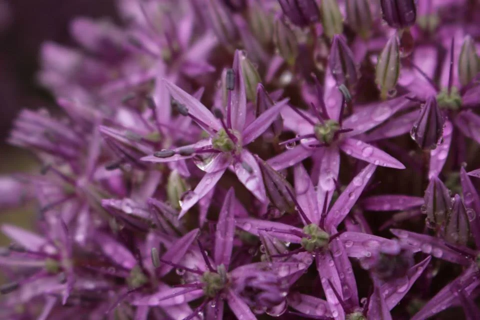 flowers.jpg