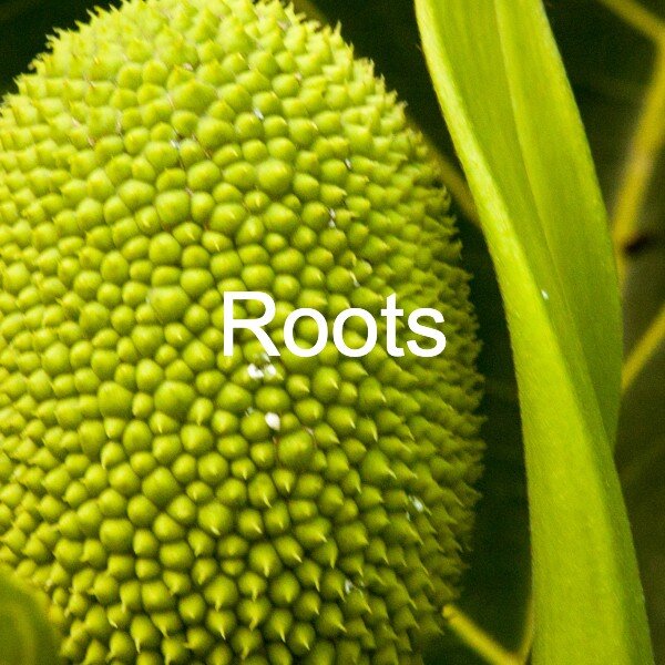 Roots.jpg