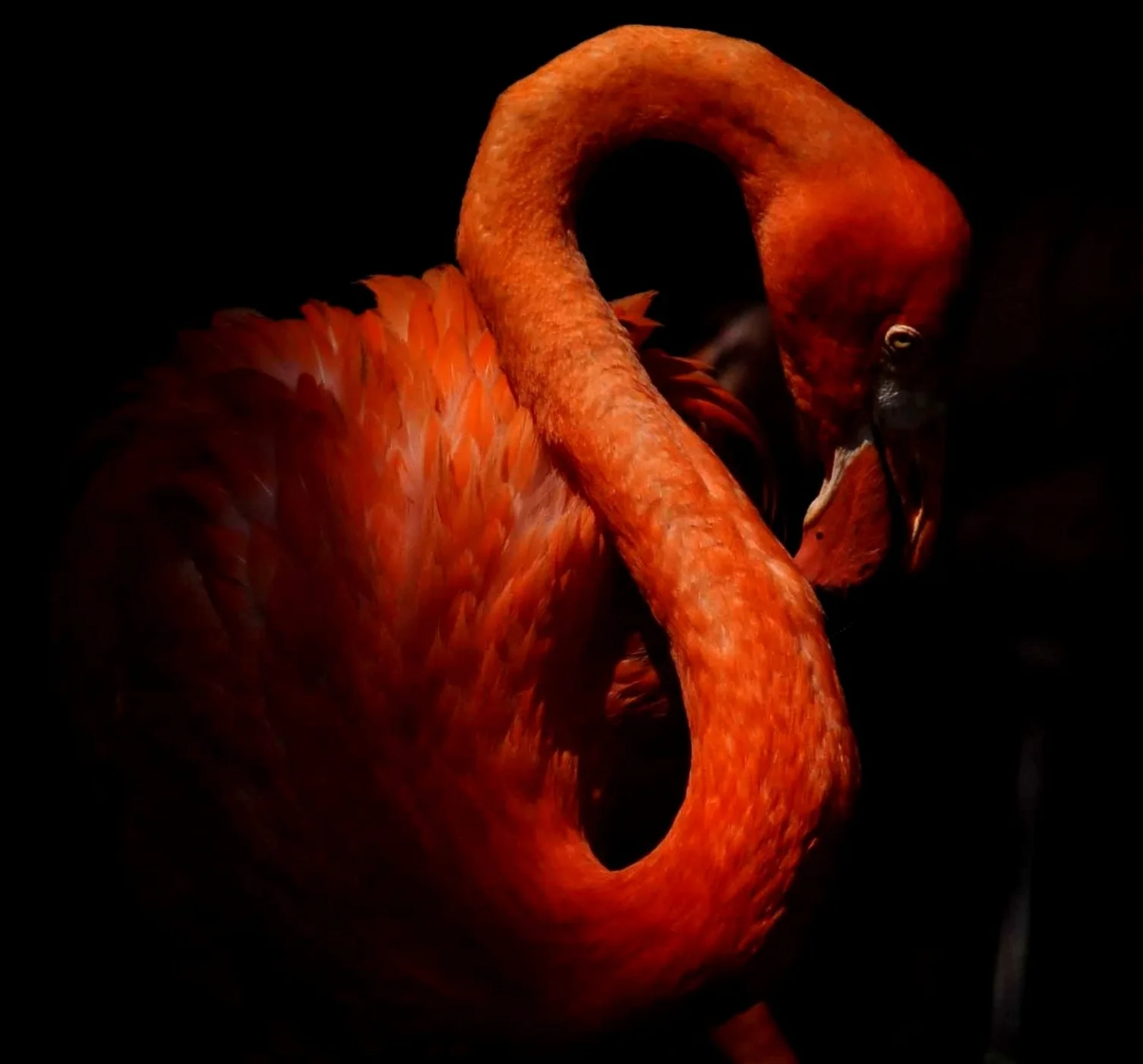 Flamingos - NOLA Zoo.jpg