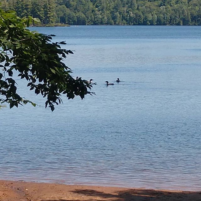 Today's Little Clear Pond welcome wagon!
.
.
While we all love seeing loons, don't forget that they are best veiwed with a pair of binoculars and/or zoom camera lense. If loons pop up near you (like these friendly birds did), please do your best to g