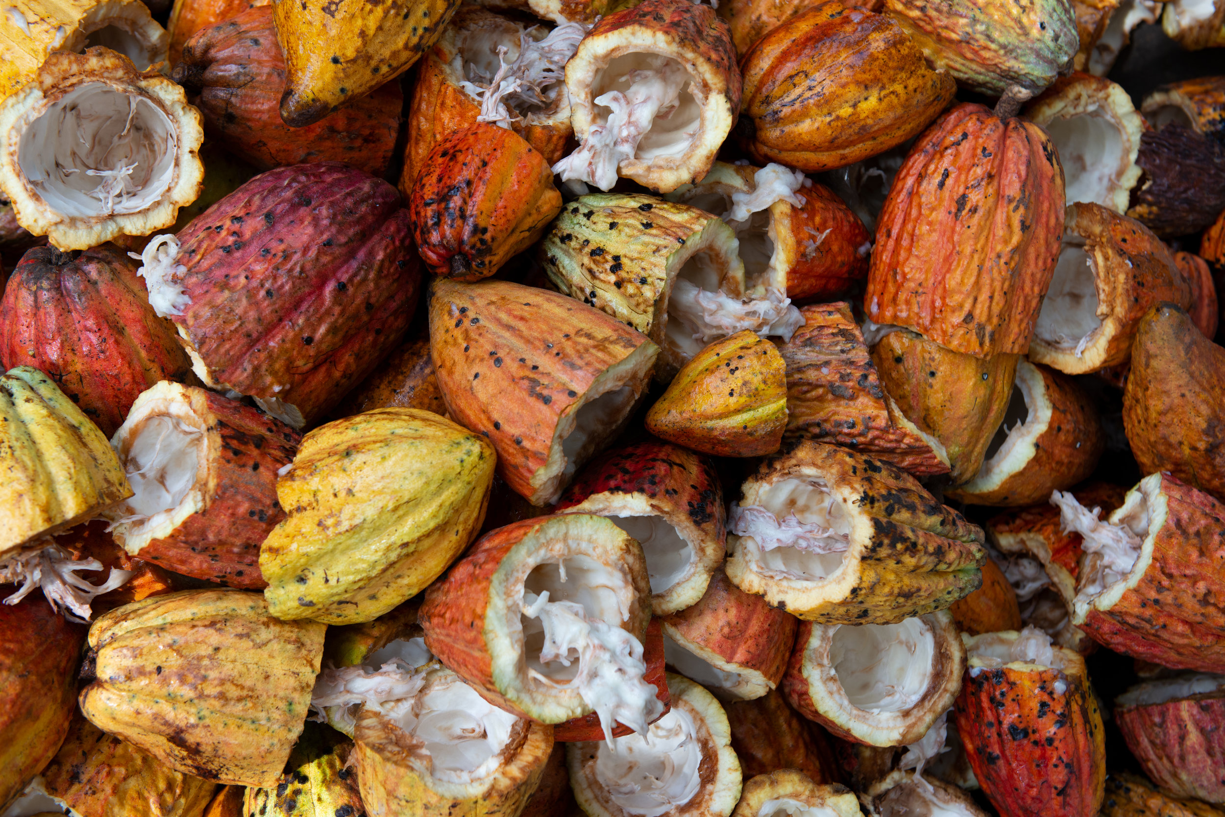 Herbalism @ Home - Cocoa