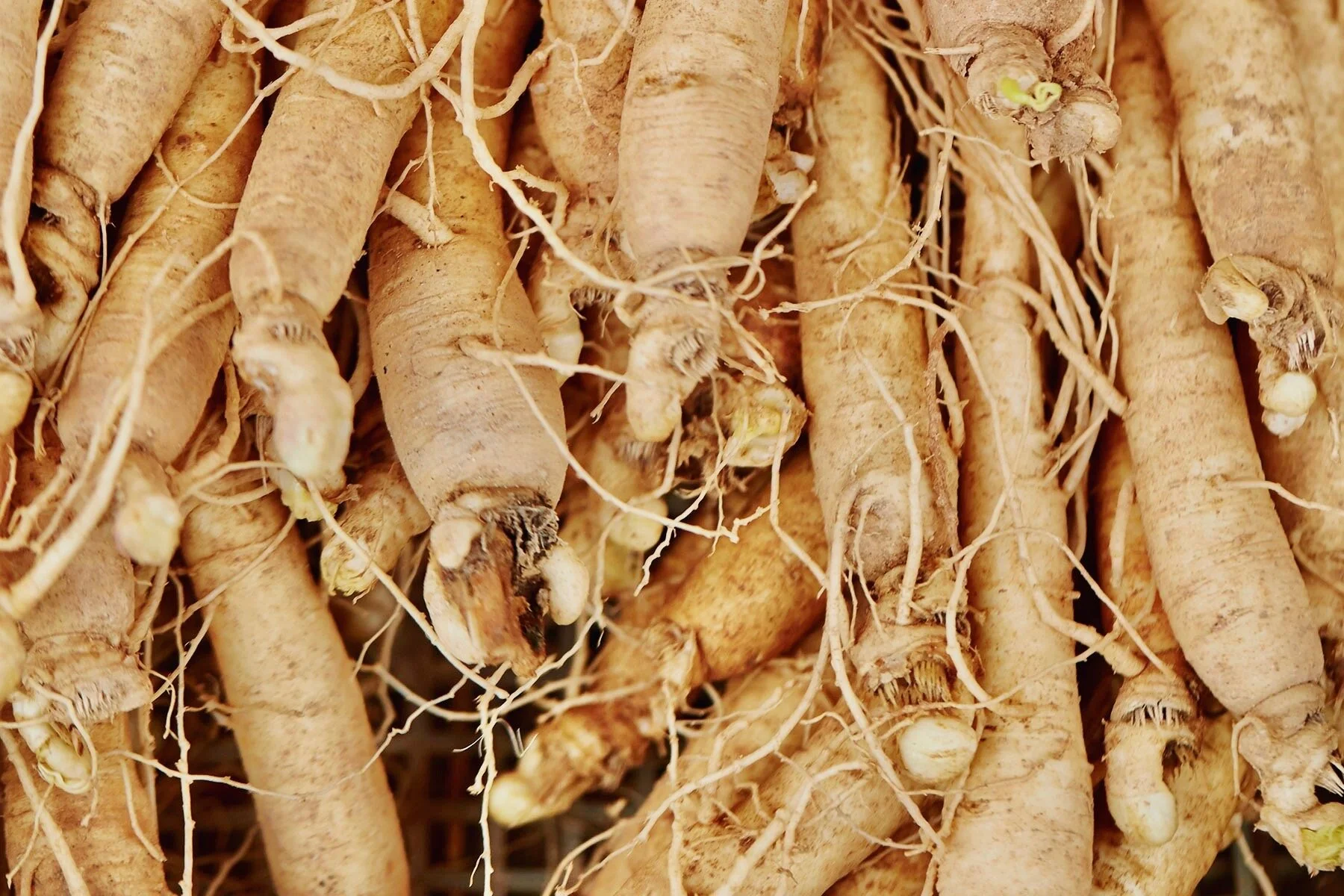 Ginseng