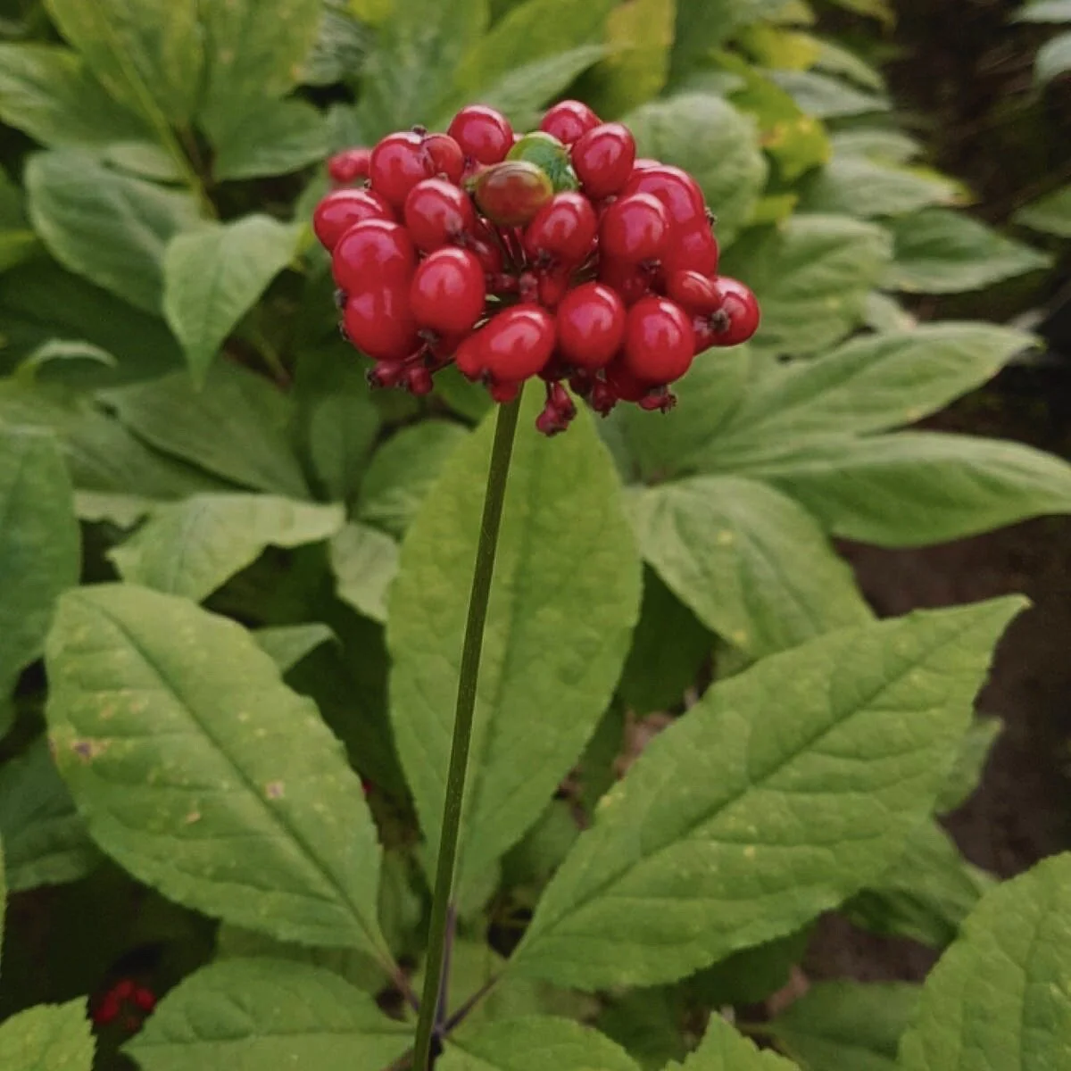Ginseng fruit