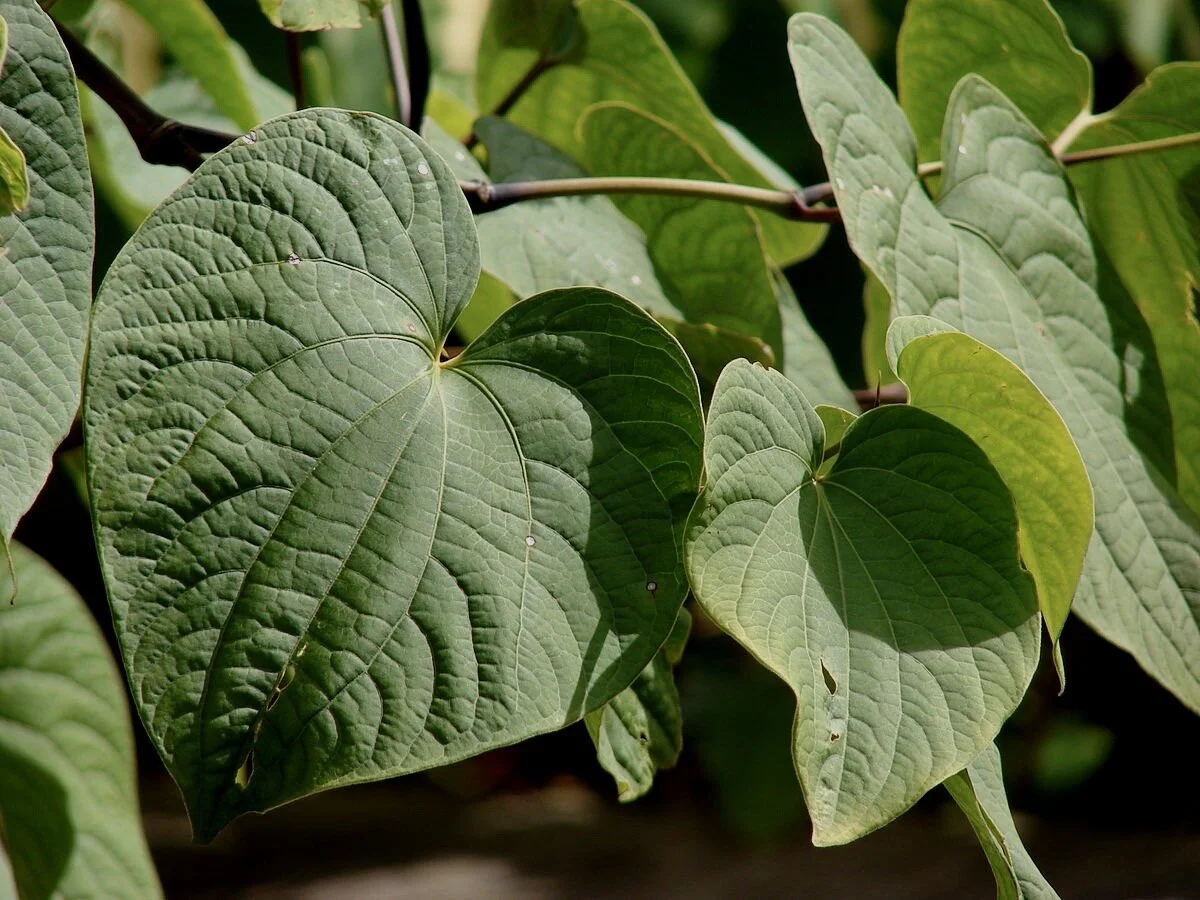 Kava Leaf
