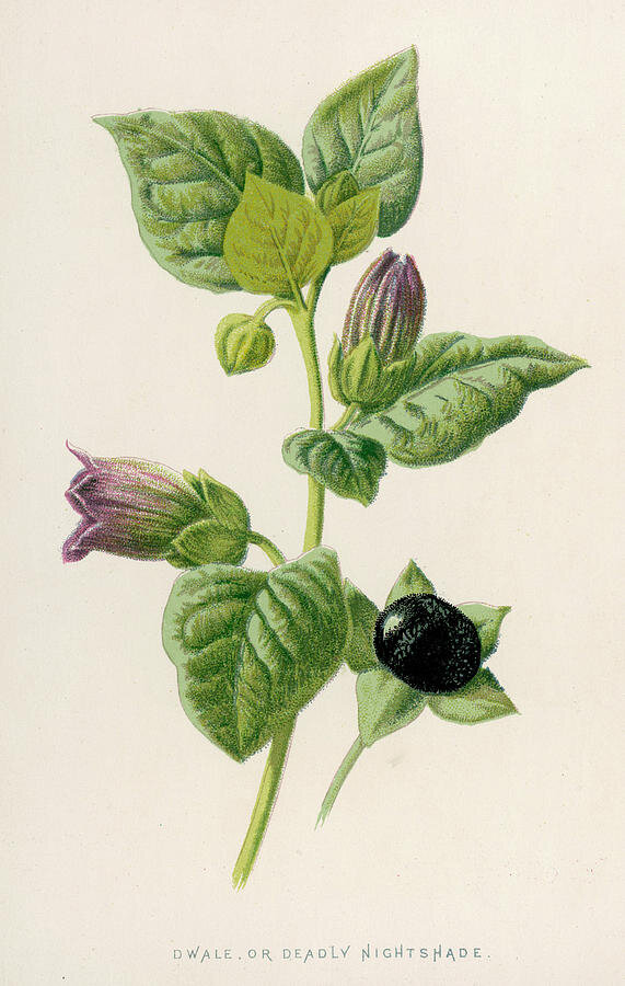 Image Source: FineArtAmerica.com