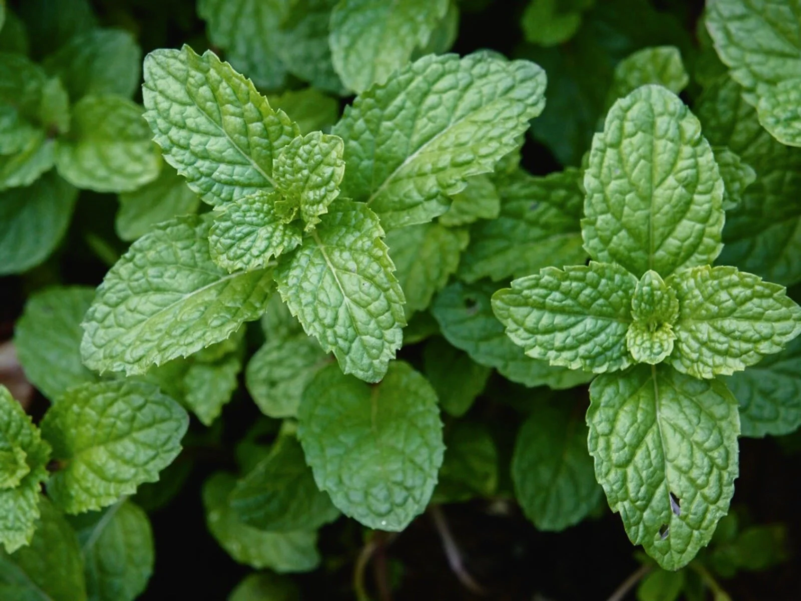 Peppermint Leaf