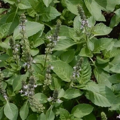 Holy Basil Bunch
