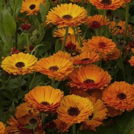 Calendula blossom bunch