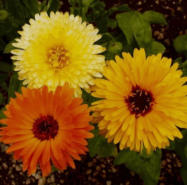 Calendula blossoms