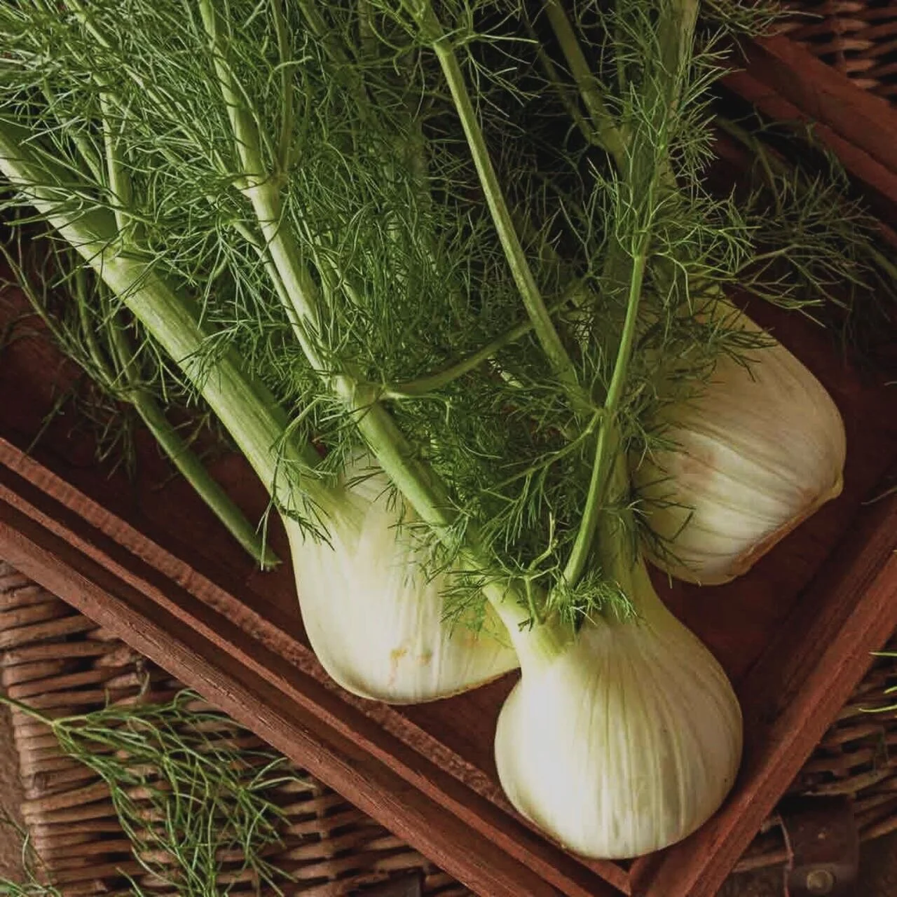 Fennel 